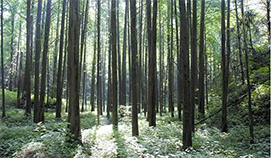 河間景和田園綜合體發展規劃
