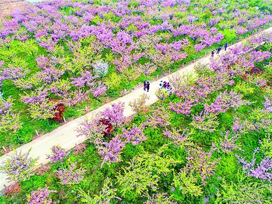 安陸田園綜合體規劃
