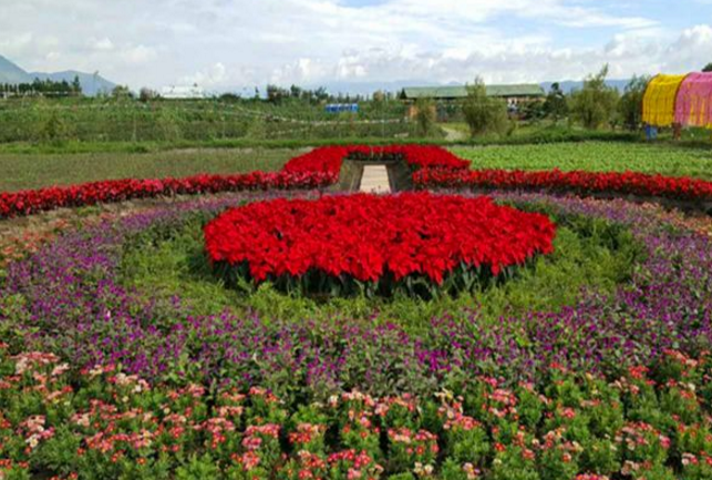 麗江古城花卉產業園區規劃,高原特色現代農業創新示范園