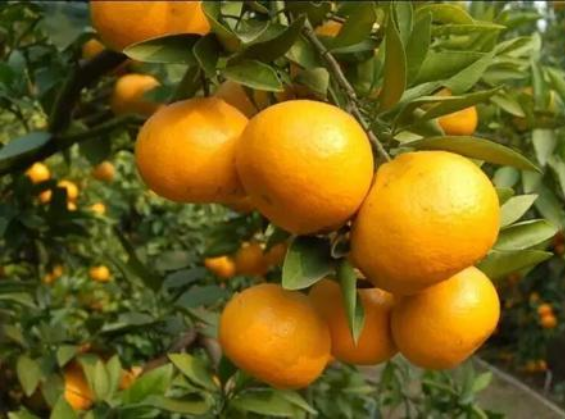 石門縣南橘北茶特色產業調查,石門縣南橘北茶特色產業發展規劃