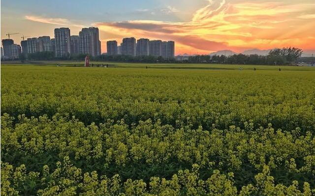 綏中縣農業園區發展現狀,綏中縣農業園區發展對策