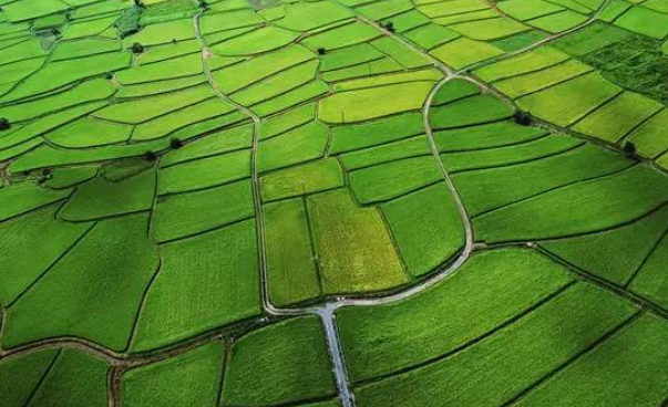 建設生態(tài)農(nóng)業(yè)和走可持續(xù)發(fā)展道路成為世界各國農(nóng)業(yè)的共同選擇
