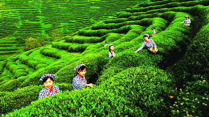 立足旅游資源，強化茶文化建設——荔波縣