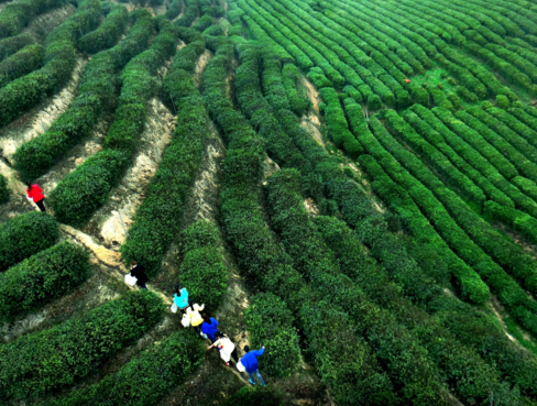 城固縣把茶產業作為助農增收的支柱產業持續做大做強