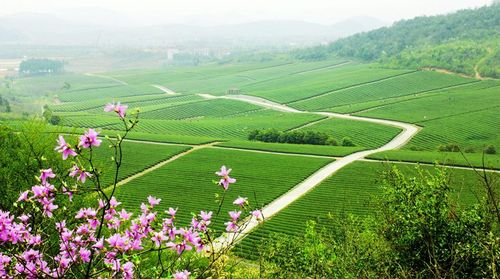 “田園綜合體”是與“鄉(xiāng)村旅游產業(yè)”相輔相成的存在