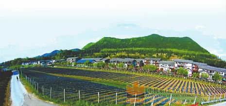 周灣鎮計劃在3年時間打造“宜業宜居宜休宜游”田園綜合體