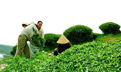 浙江省麗水市松陽縣就茶產業轉型升級進行專題研討