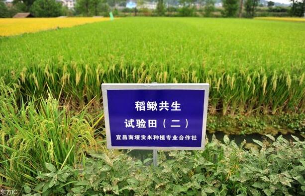 生態農業該如何發展，路在何方？
