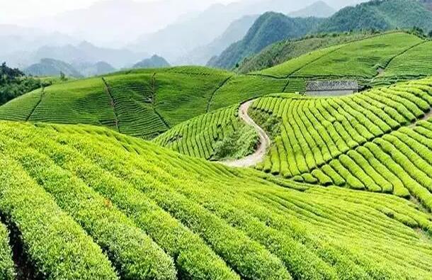 如何打造有品質，生命力旺盛的茶產業為主的田園綜合體？