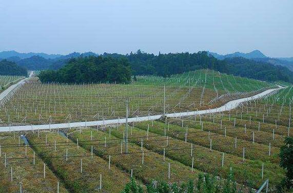 促進小農戶生產和現代農業發展有機銜接，建立現代農業經營體系