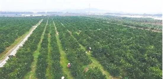 江門市目前正在加緊制定《關(guān)于推進(jìn)鄉(xiāng)村振興戰(zhàn)略的實(shí)施意見》