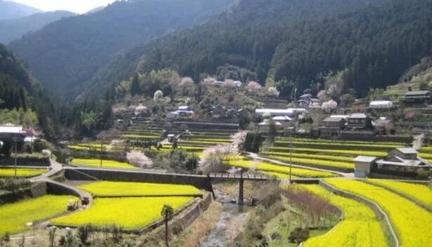 中國鄉村振興市場局勢如何