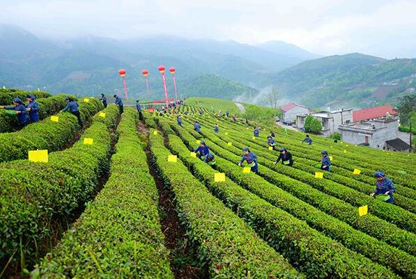 山東印發(fā)《推進(jìn)鄉(xiāng)村人才振興若干措施》：鄉(xiāng)村人才振興20條