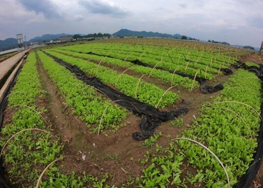 眉山市常委會(擴大)會議:吹響了新時代四川鄉村振興發展的進軍號角