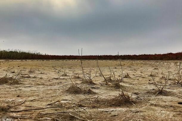 鄉村振興戰略研究：農業用地會是是最好的投資方向嗎？
