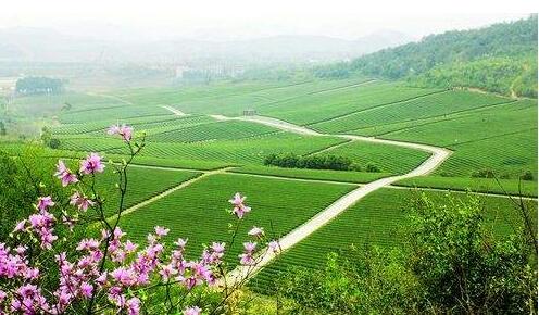 鄉村振興戰略發展成果案例分析：鄉村旅游產業激活鄉村振興新動能