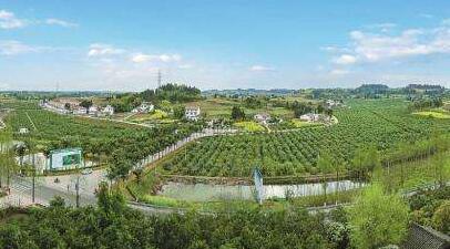 廣元市高質量建設現代林業產業園區，推動林業產業轉型升級發展