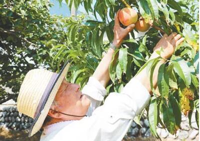 日本鄉村振興舉措：農業和農村改革有兩條路徑