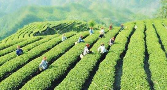 解讀鎮江市《關于加快推動茶產業高質量發展的意見》