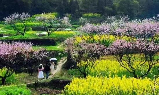 田園養生農業已經逐漸成為新型的農業經營模式和發展方向
