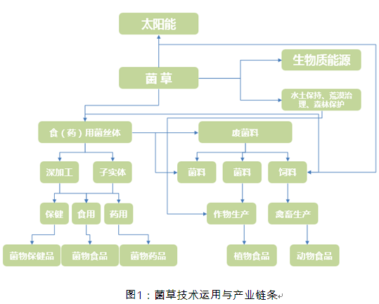 菌草產(chǎn)業(yè)研究分析圖