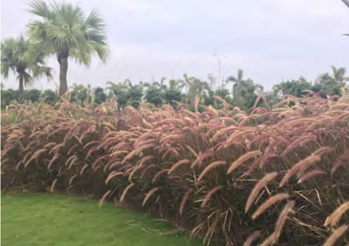 海島型房車營地的植物特色 海島型房車營地的植物特色