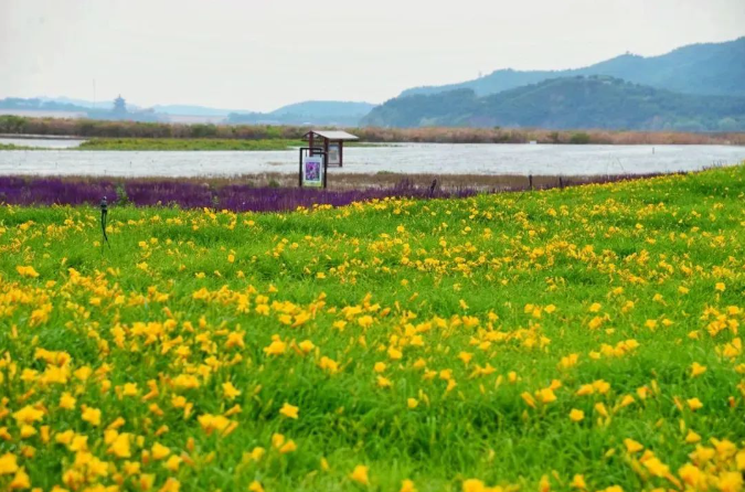 七孔橋花海露營地 七孔橋花海露營地