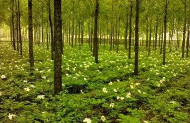 林下高效種養;現狀分析;可持續發展;鄉村振興;會澤縣 林下高效種養;現狀分析;可持續發展;鄉村振興;會澤縣