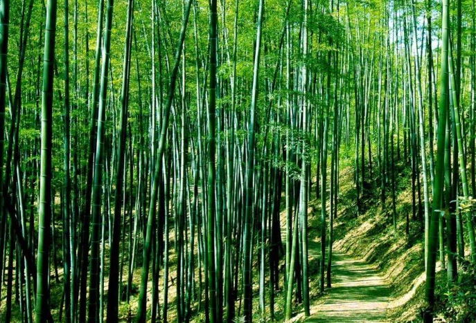 鄉(xiāng)村振興背景下的國內(nèi)外竹產(chǎn)業(yè)規(guī)劃與布局研究 鄉(xiāng)村振興背景下的國內(nèi)外竹產(chǎn)業(yè)規(guī)劃與布局研究