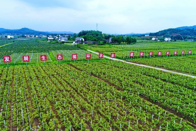 四川財政加力支持現(xiàn)代農(nóng)業(yè)園區(qū)建設(shè) 打造新時代更高水平“天府糧倉” 四川財政加力支持現(xiàn)代農(nóng)業(yè)園區(qū)建設(shè) 打造新時代更高水平“天府糧倉”