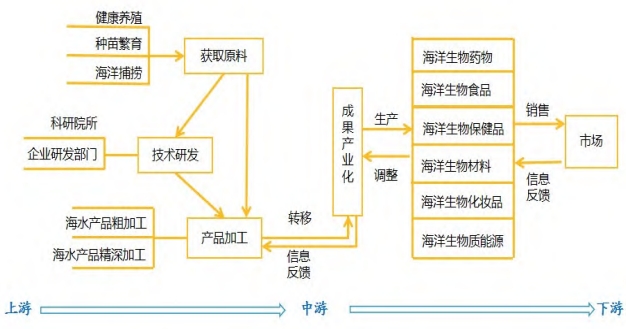 海洋生物產(chǎn)業(yè)鏈條示意圖 海洋生物產(chǎn)業(yè)鏈條示意圖