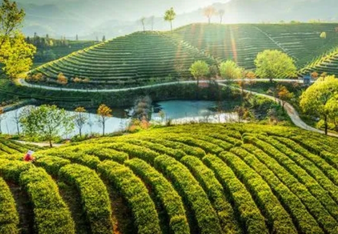 鄉村振興背景下大悟縣茶產業的現狀及發展問題 鄉村振興背景下大悟縣茶產業的現狀及發展問題