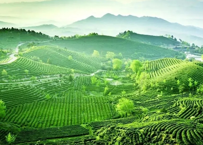 鄉村振興背景下大悟縣茶產業鏈發展路徑研究 鄉村振興背景下大悟縣茶產業鏈發展路徑研究