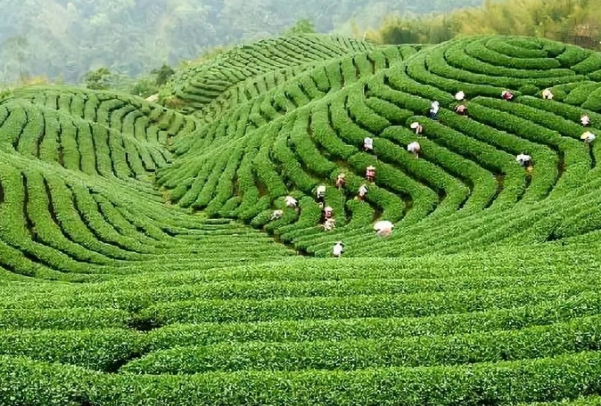 湖南省茶葉品牌發(fā)展機(jī)遇與建議 湖南省茶葉品牌發(fā)展機(jī)遇與建議