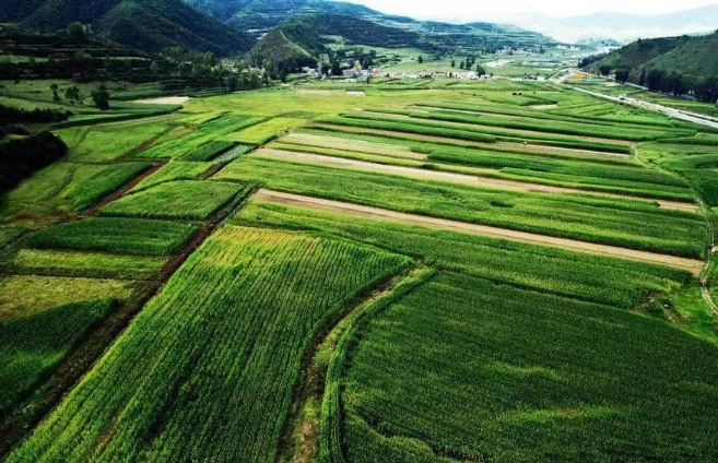 張家川縣:發展現代飼草產業 助推鄉村產業振興 張家川縣:發展現代飼草產業 助推鄉村產業振興