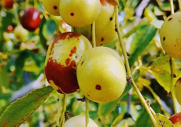 新疆若羌縣紅棗現(xiàn)代農(nóng)業(yè)產(chǎn)業(yè)園高質(zhì)量發(fā)展的創(chuàng)新路徑及策略 新疆若羌縣紅棗現(xiàn)代農(nóng)業(yè)產(chǎn)業(yè)園高質(zhì)量發(fā)展的創(chuàng)新路徑及策略