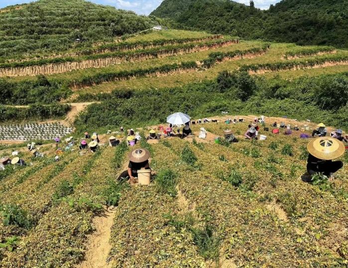 生態視角下貴州中藥產業發展現狀及問題 生態視角下貴州中藥產業發展現狀及問題